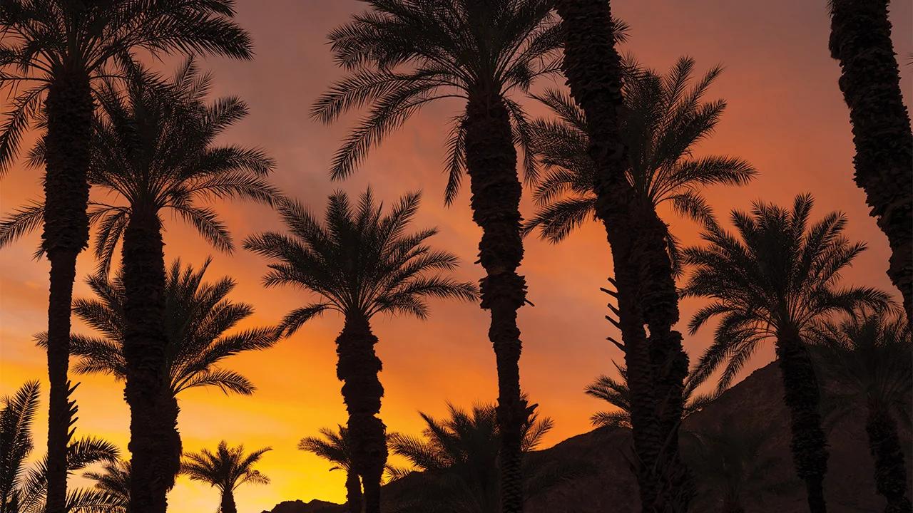 Festival Guide - Image 1